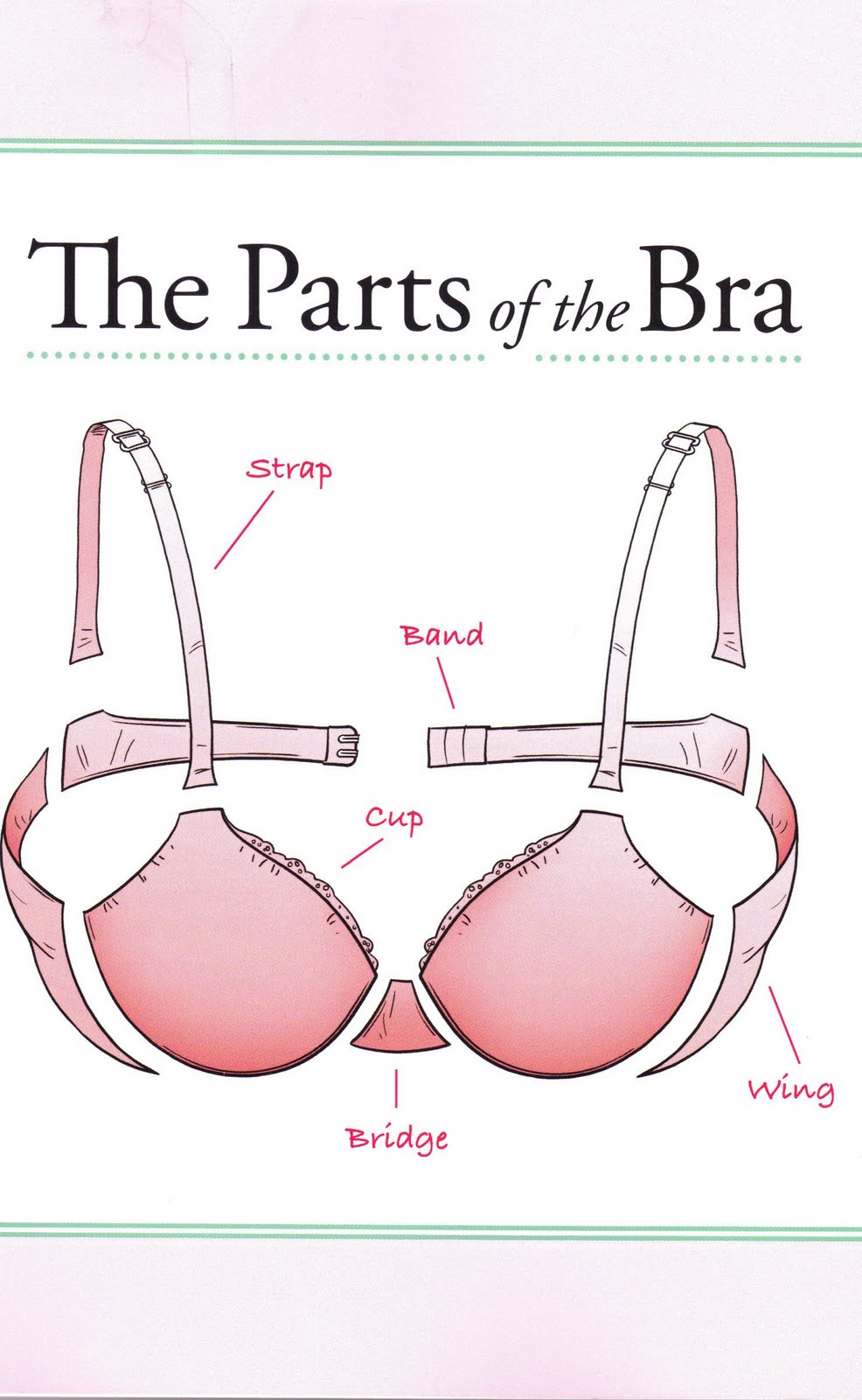 Bra Anatomy - Understanding Of Bra Components